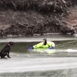 Watch First Responders Rescue Frightened Dog Stranded On A Chunk Of Ice