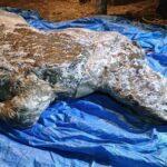 Well-Preserved Ice Age Woolly Rhino Found In Siberia