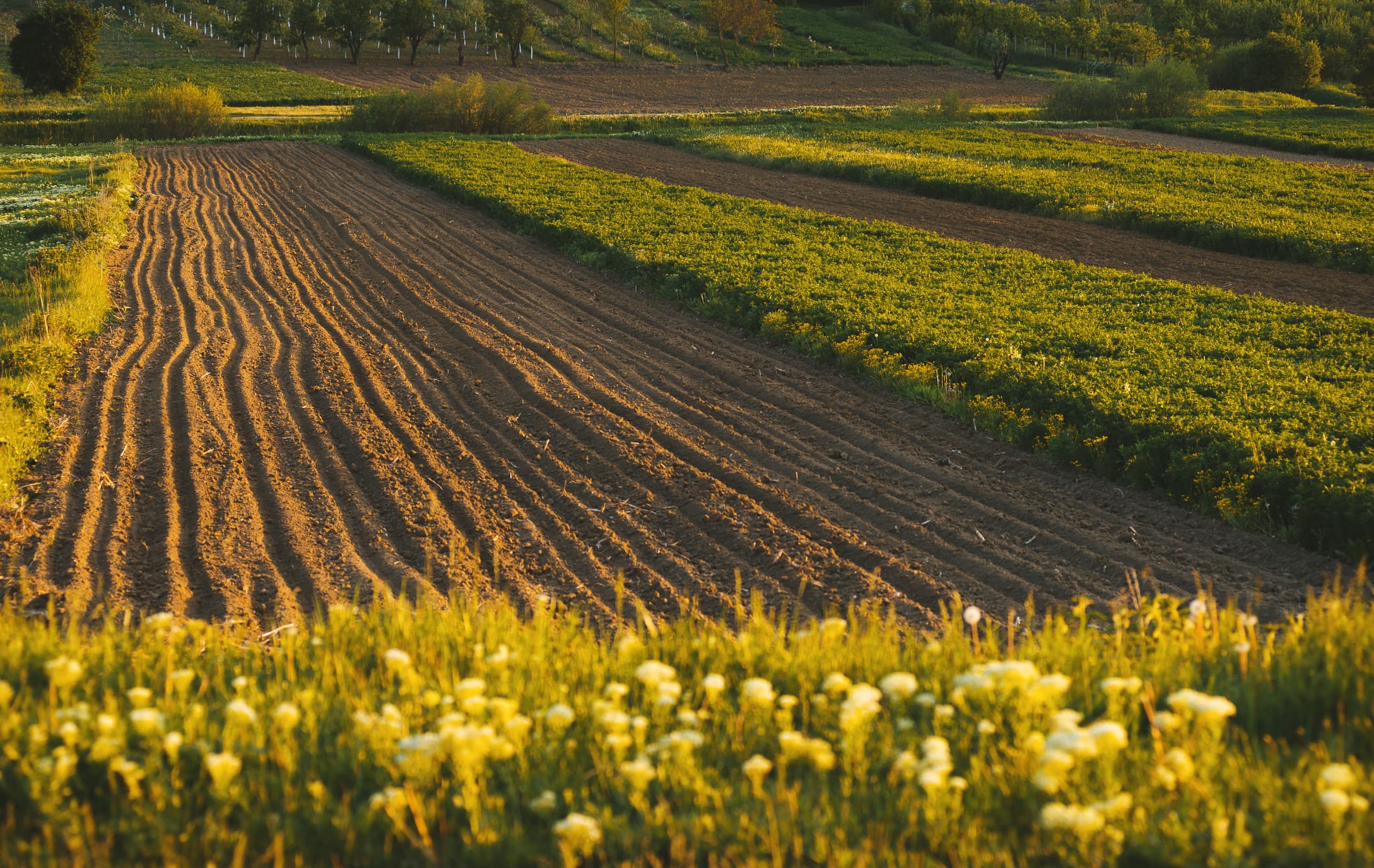 farming-seen-as-a-cause-and-victim-of-climate-change-is-seeing